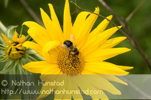 Flower_2008-09-27_IMG_2162